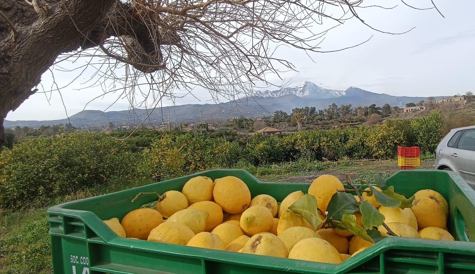 Una cassetta di limoni appena raccolti, con l'Etna innevato sullo sfondo
