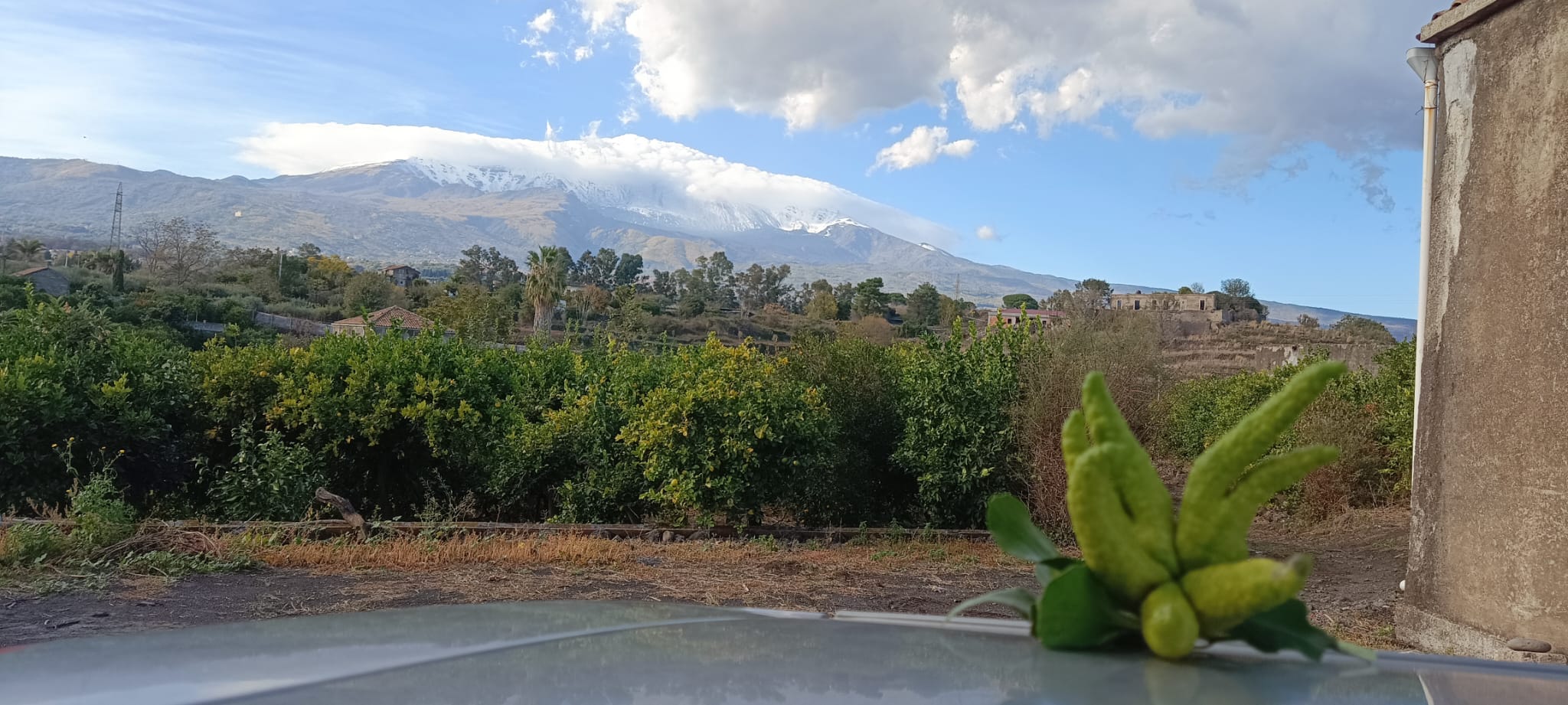 L'Etna innevato sopra il limoneto, con un cedro mano di Buddha in primo piano