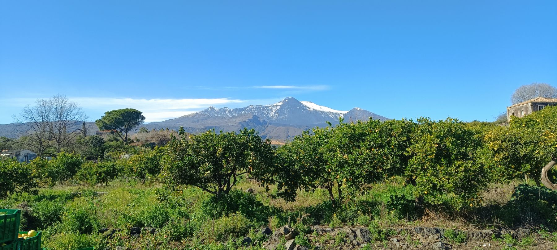 Il limoneto sotto l'Etna innevato