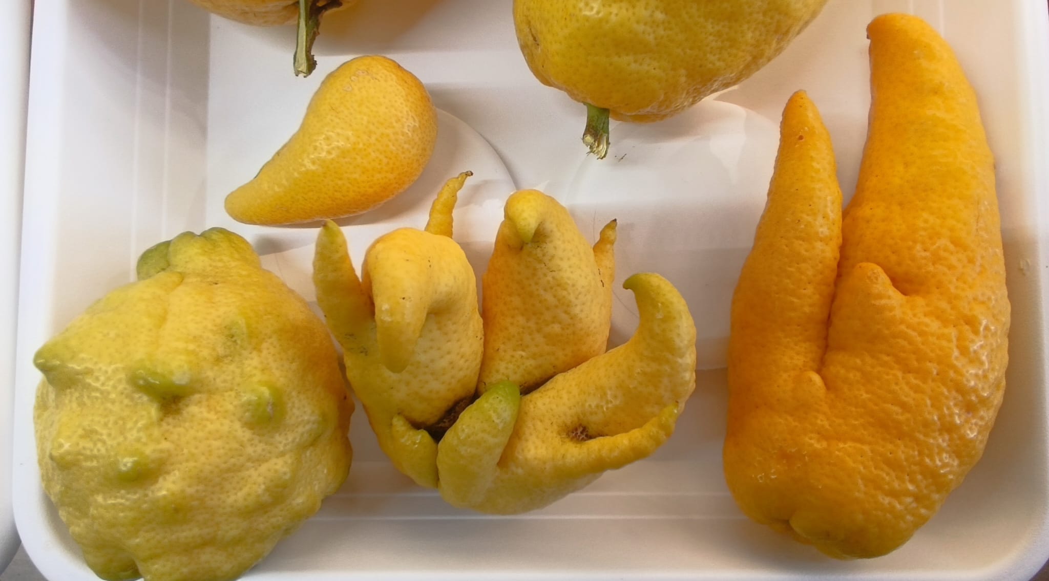 Limoni dalle forme irregolari appena raccolti, in una vaschetta bianca